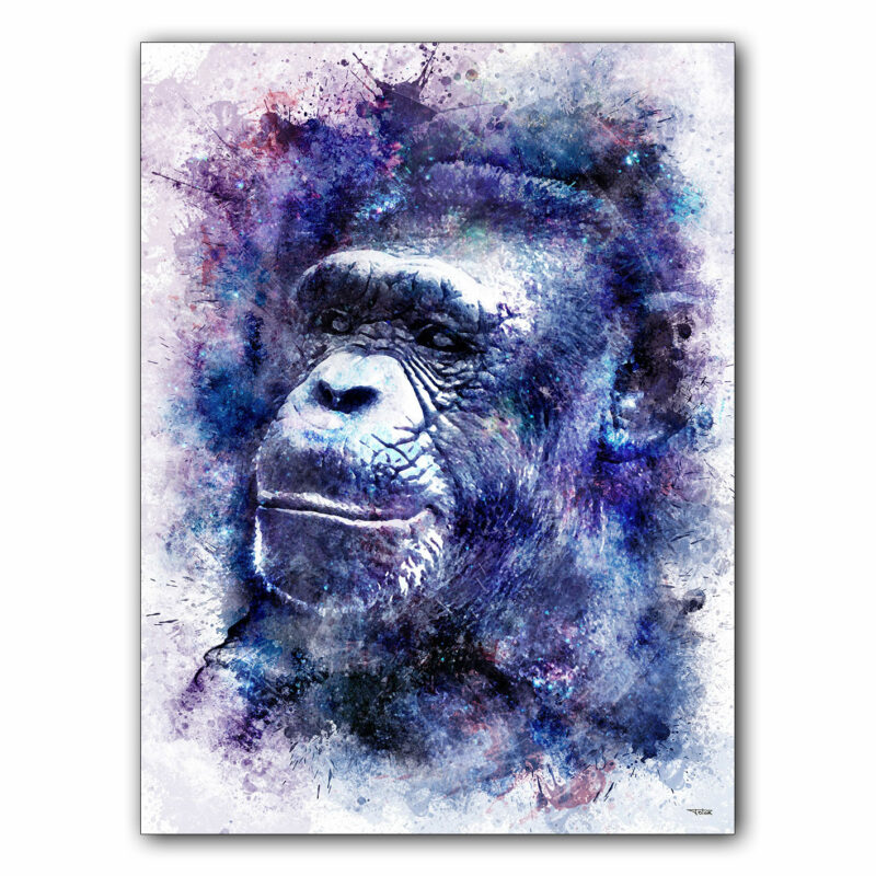 affiche-poster-tableau-animaux-singe-chimpanze-©-totor-splashed-01