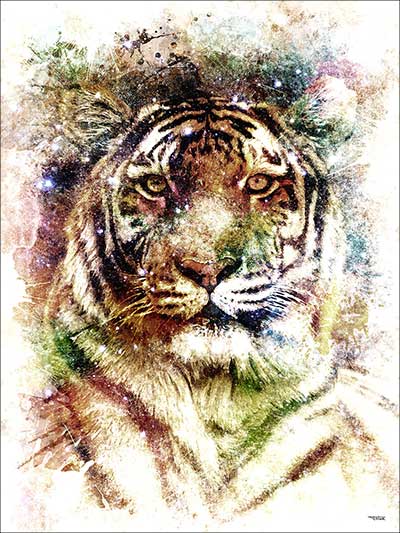 tigre-copyright-totor-splashed-categorie