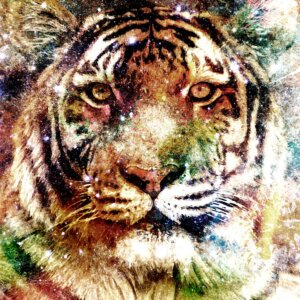 visuel-categorie-animaux-tigre